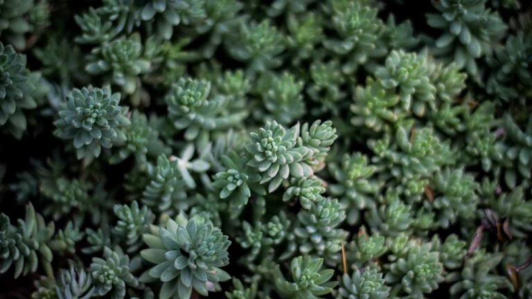 What Is Mega Cricbet99 And How Does It Differ From The Regular Version?