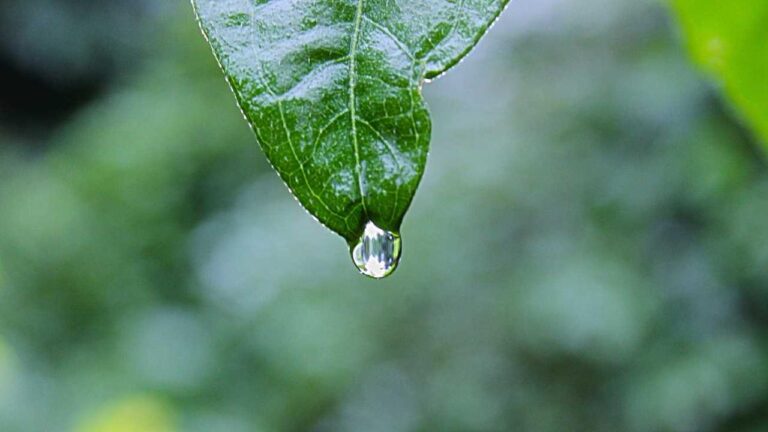 What Services Are Available On 99Exch In?