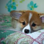 Reddybook: Revolutionizing Digital Publishing and Community Engagement in the Indian Market