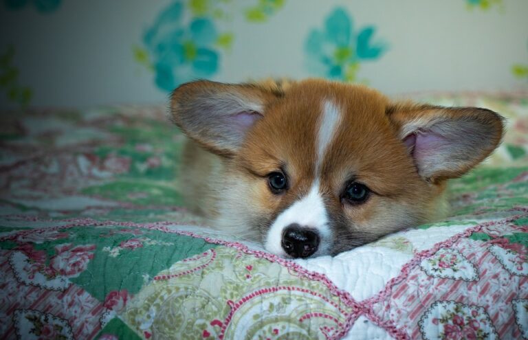 Reddybook: Revolutionizing Digital Publishing and Community Engagement in the Indian Market